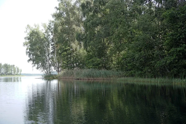 Danau Hutan Musim Panas Bulan Juli Burung Dan Alang Alang — Stok Foto