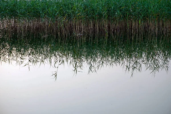 Schilf Spiegelt Sich Wasser Des Sees Ruhiger Abend Wasser — Stockfoto