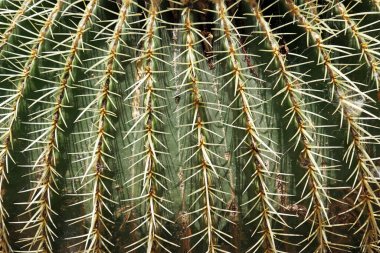         Doku. Bir kaktüsün yakın çekimi. Yüzük dikenleri - bitki koruması. Kirpi yeşili top                       