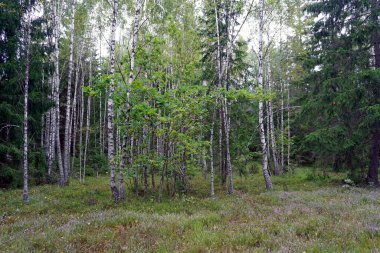     Heather Ağustos 'ta ormanı karıştırdı. Mantarlar burada toplanır. Yatay görünüm.                           