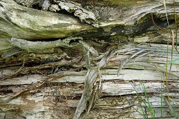 森の中の開放的な空気の中で崩壊巨大な木の幹の質感 — ストック写真