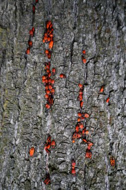 Parktaki bir ağacın kabuğunun yüzeyindeki bir asker böcek. Böceklerle çiftleşme oyunları. Komik doku.                               