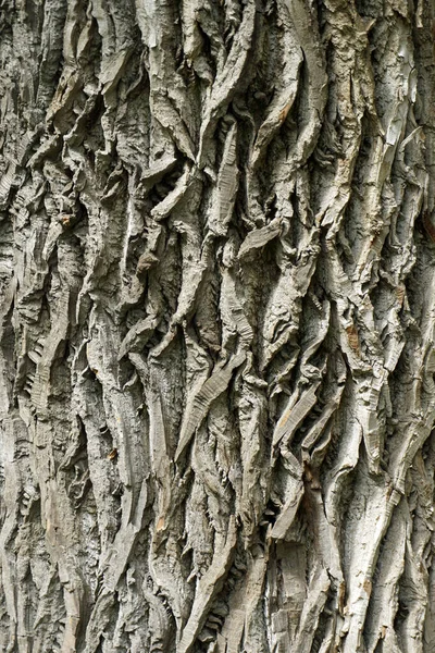 Bella Consistenza Della Superficie Della Corteccia Albero Nel Parco Interessante — Foto Stock