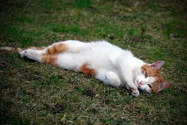 Jovem Gato Vermelho Está Pregar Partidas Bom Deitar Relvado Animais — Fotografia de Stock