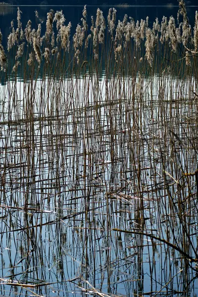 Canne Dell Anno Scorso Sulla Riva Del Lago Bella Consistenza — Foto Stock