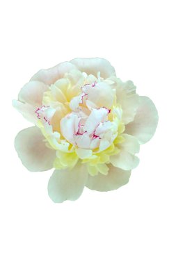  Haziran 'da çiçekler. Şakayık tomurcuk çekim. Hassas beyaz ve pembe yaprakları. ışık arka plan ve gölge                              