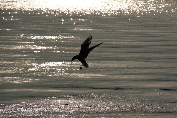 Gaivota Pairava Voo Tiro Contra Luz Solar Brilhante Brilha Água — Fotografia de Stock