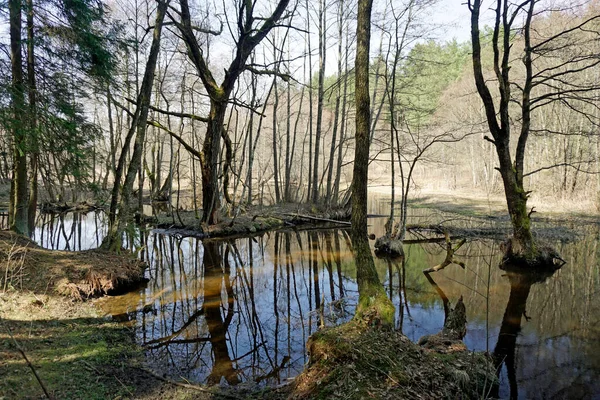 春と4月に森の川ヴィヤチャ 川の岸に背の高いトウヒの木 横の風景 — ストック写真