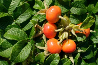 Parlak turuncu gül kalçaları. Bahçedeki bitkiler. Hasat et.                               