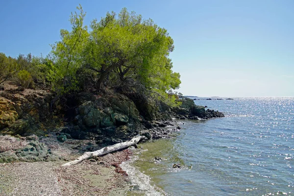 Plaża Sosnowa Nad Morzem Egejskim Góry Sosny Słoneczny Dzień Strzał — Zdjęcie stockowe