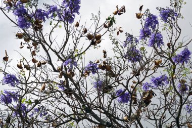  İlkbahar belirtileri. Bir ağacın dallarında parlak güzel çiçekler. Tropik bitki yatay görünümü                              