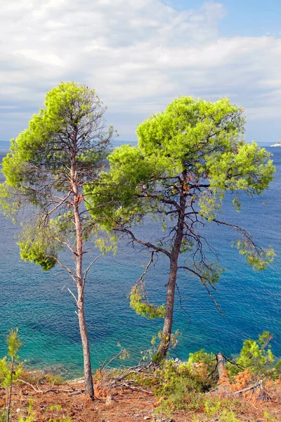 Hurricane Survivors Two Pine Trees Shores Aegean Sea Sunny Warm — Stock Photo, Image