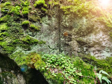 Koyu yeşil yosun ve eğreltiotu koyu volkanik kayalarda yetişiyor. Nemli doğal doku, canlı yeşillik, vahşi orman detayı, ekolojik arka plan taze hayat ve organik doğa güzelliğini yakalıyor..