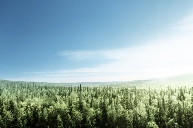 Gün batımında orman