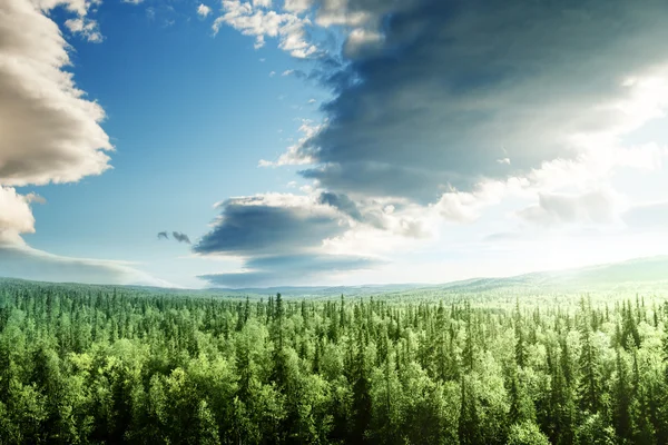 Skog vid solnedgången — Stockfoto