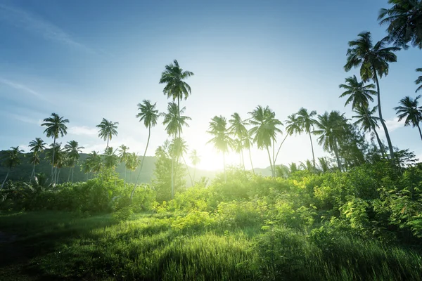 Sunset in jungle, seychelles — Stock Photo, Image