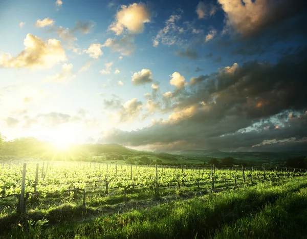 Viñedo en Toscana, italia — Foto de Stock