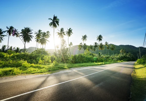 Пустая дорога в джунглях Сейшельских островов — стоковое фото