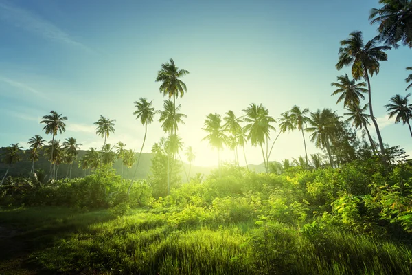 Puesta de sol en la selva, seychelles — Foto de Stock