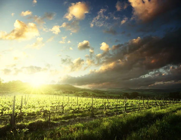 Szőlőültetvény Tuscany, Olaszország — Stock Fotó