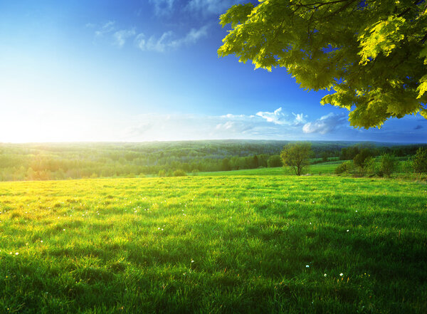 field of spring grass and forest