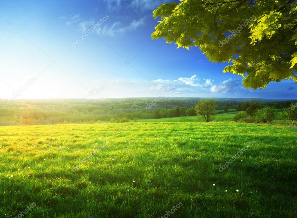 field and forest