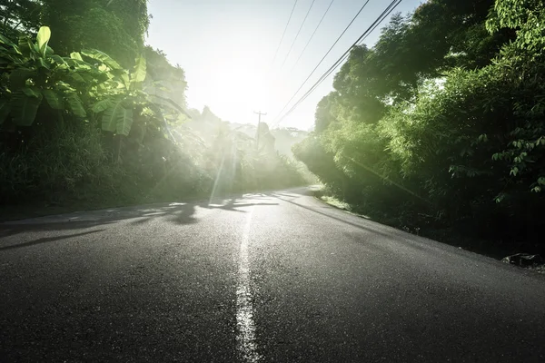 在丛林中的塞舌尔群岛的路 — 图库照片