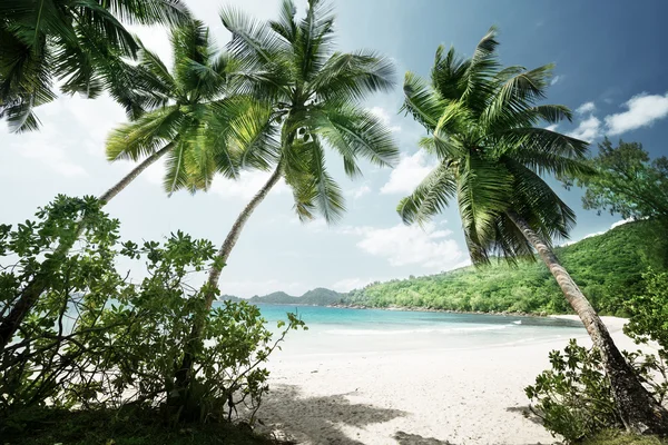 Tropisk Seychellerna strand — Stockfoto