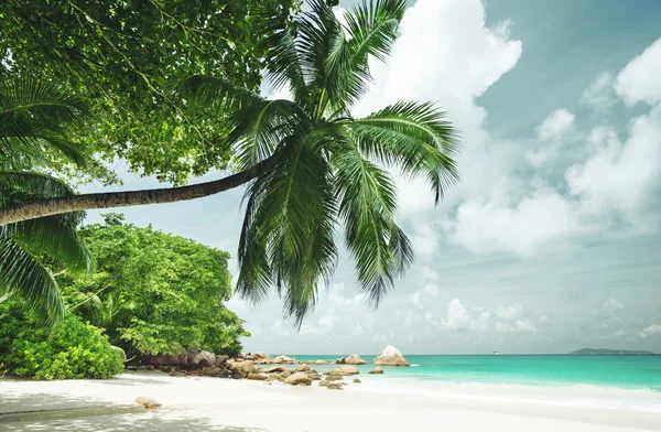 Tropisk Seychellerna strand — Stockfoto