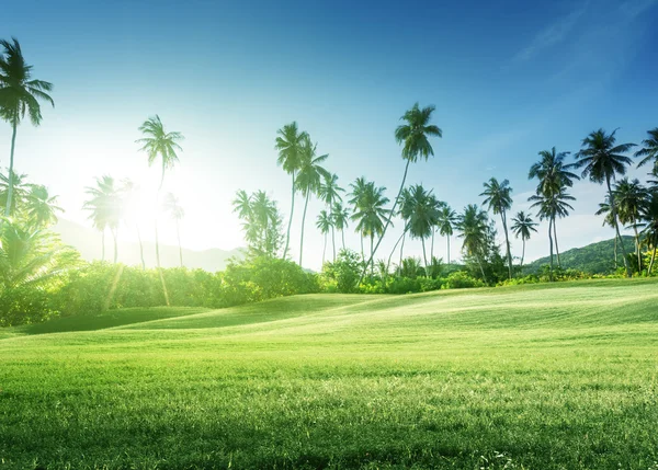 Sonnenuntergang im Dschungel und Gras — Stockfoto