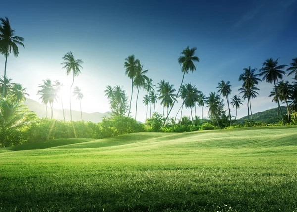 Zonsondergang in de jungle en gras — Stockfoto