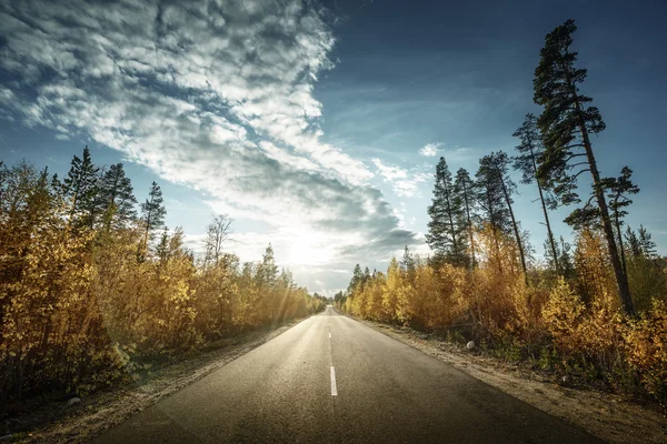 Strada nella foresta del nord in autunno — Foto Stock