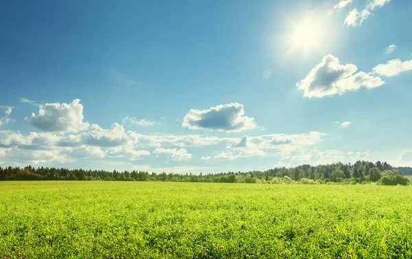 Campo Erba Primaverile Cielo Perfetto — Foto Stock