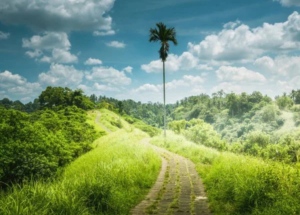 印度尼西亚巴厘Ubud的Capuhan山脊步行 — 图库照片