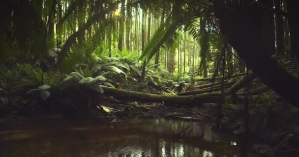 Floresta Sequoia Californiana Otway National Park Austrália — Vídeo de Stock