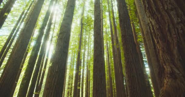 Kaliforniens Redwoodskog Otway National Park Australien — Stockvideo