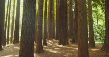 Kaliforniya Redwood Ormanı, Otway Ulusal Parkı, Avustralya