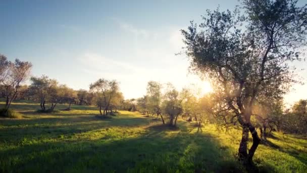 Olijfboomgaard Toscane Italië — Stockvideo