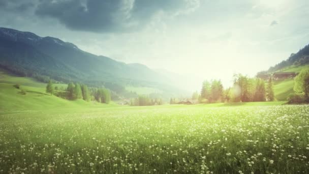 Pole Wiosennych Mniszek Lekarskich Dolomitach Południowy Tyrol Włochy — Wideo stockowe