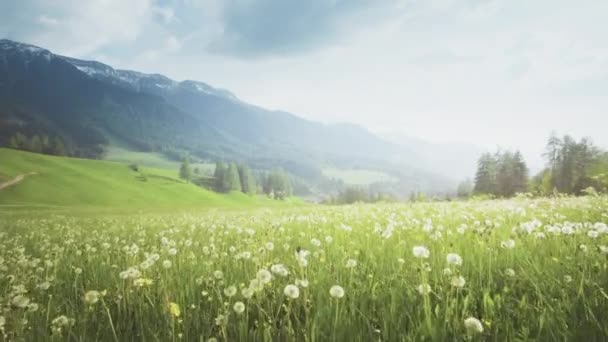 Dolomitler Bahar Karahindiba Tarlası Güney Tyrol Talya — Stok video