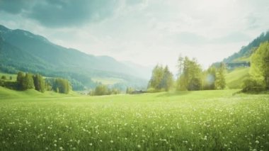 Dolomitler 'de bahar karahindiba tarlası, Güney Tyrol, İtalya