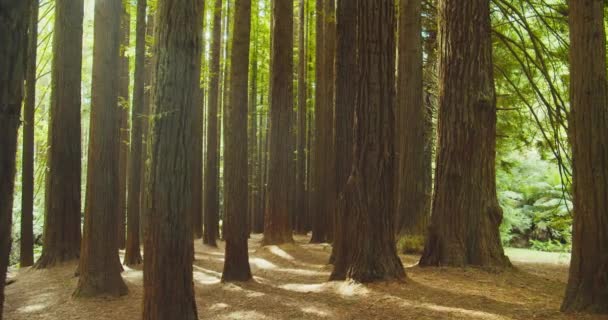 Californian Redwood Forest Otway National Park Australia — Stock Video