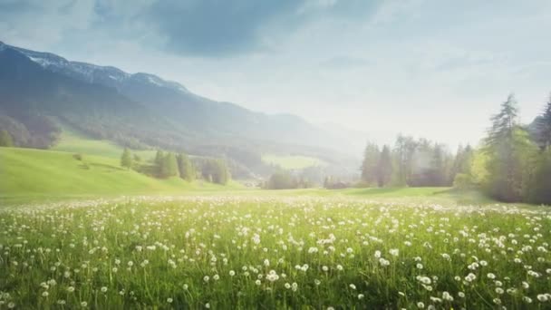 Pole Wiosennych Mniszek Lekarskich Dolomitach Południowy Tyrol Włochy — Wideo stockowe