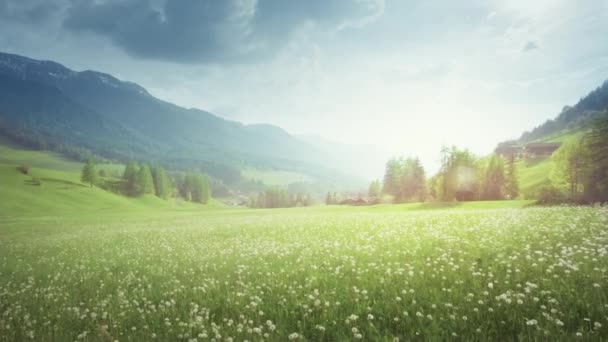 Dolomitler Bahar Karahindiba Tarlası Güney Tyrol Talya — Stok video