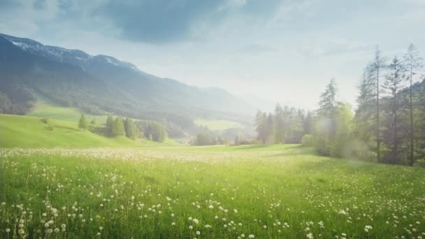 Field Spring Dandelions Dolomites South Tyrol Italy — Stock Video