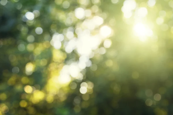 Green bokeh in forest — Stock Photo, Image