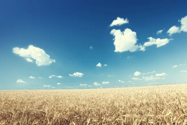 Wheat field and sunny day — Stock Photo, Image