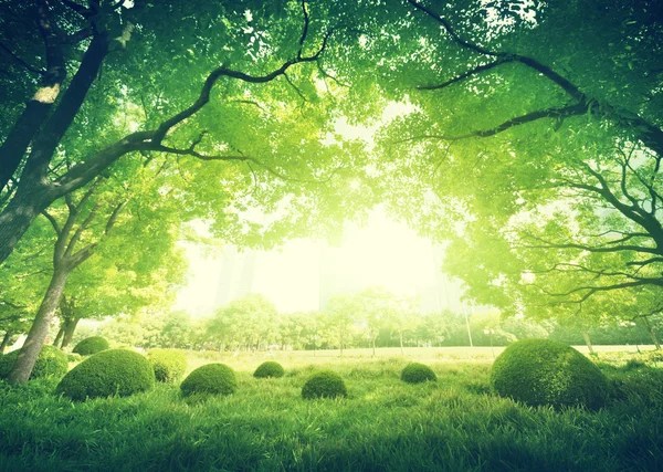 Zonnige dag in zomer park — Stockfoto