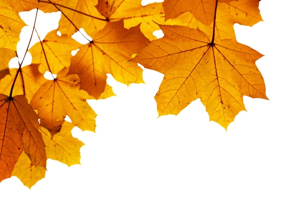 秋天的树叶浅景深 — 图库照片