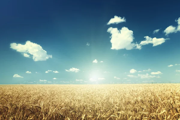 Campo de trigo e dia ensolarado — Fotografia de Stock